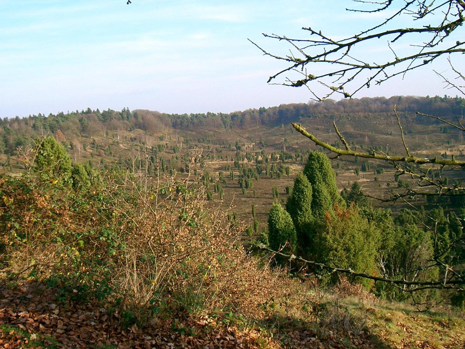 Haus Heidetal Bed & Breakfast Bispingen Bagian luar foto