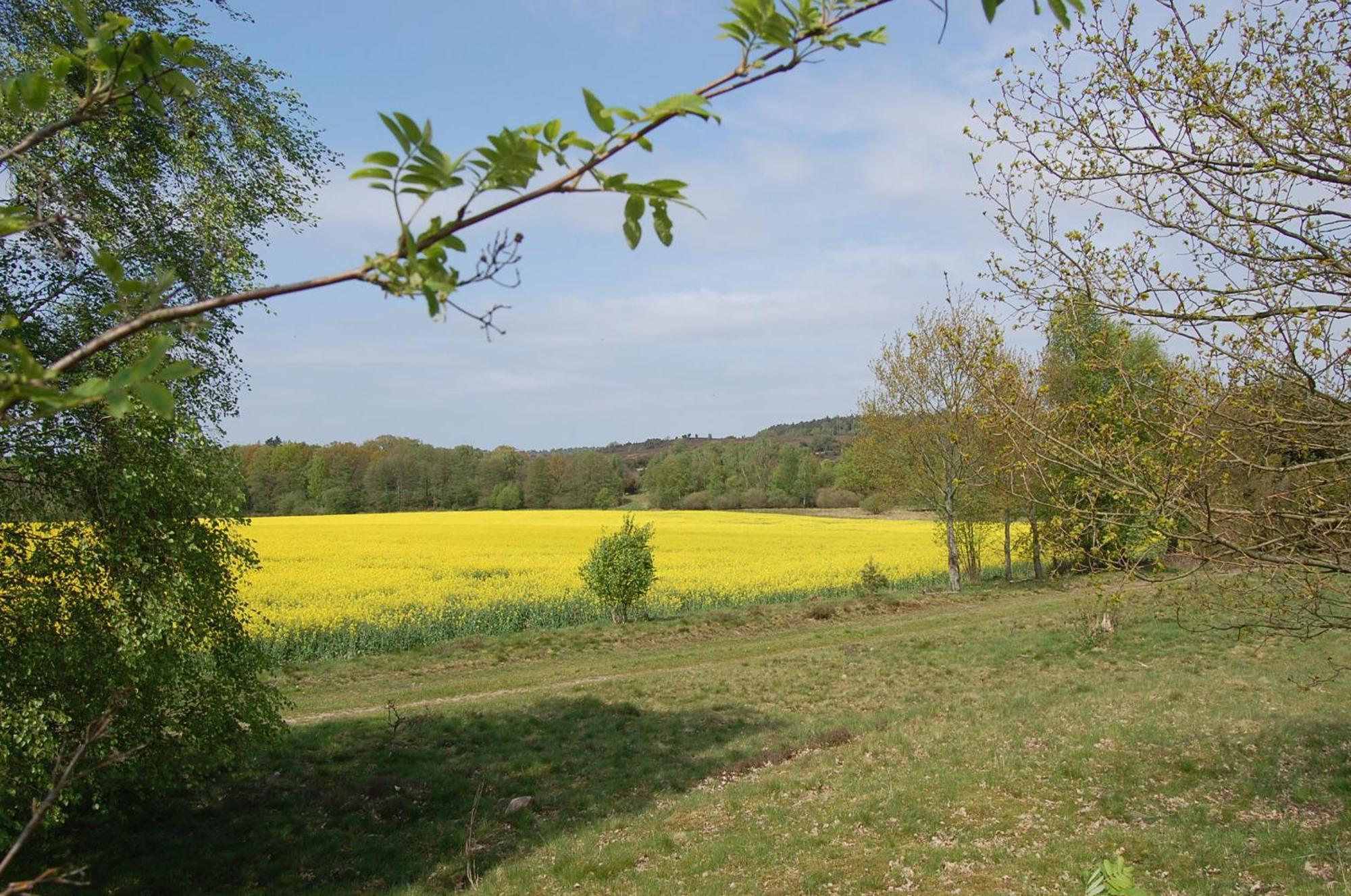 Haus Heidetal Bed & Breakfast Bispingen Bagian luar foto