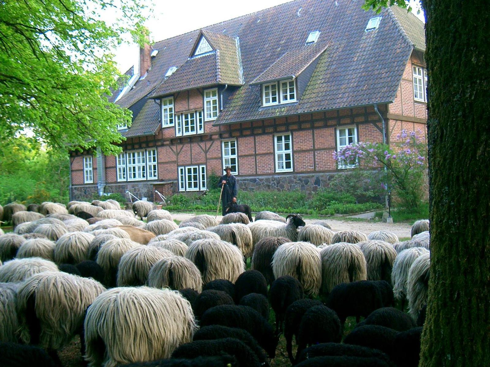 Haus Heidetal Bed & Breakfast Bispingen Bagian luar foto